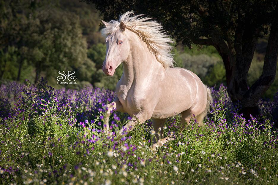 3yr old Cremello Lusitano Stallion LUGRE at QUINTA DA VARZEA